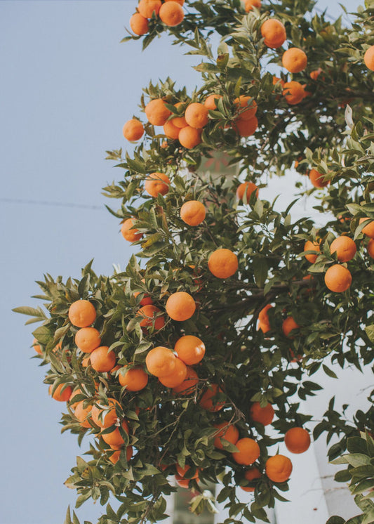 Orangen in Sevilla | Poster