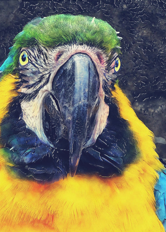 Tiere Papagei Aquarell Tierkunst | Poster