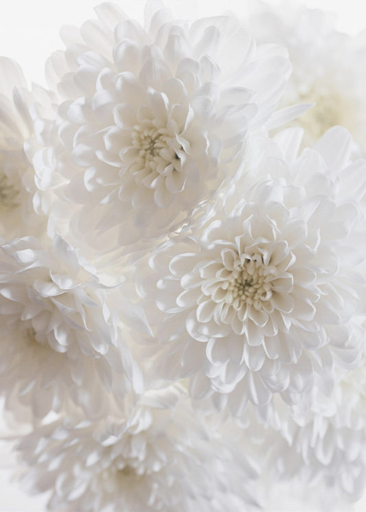White Flowers 1 | Poster