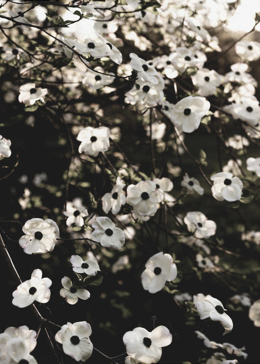 White Spring Tree 5 | Poster