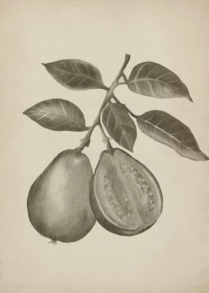 Vintage-Obst | Poster