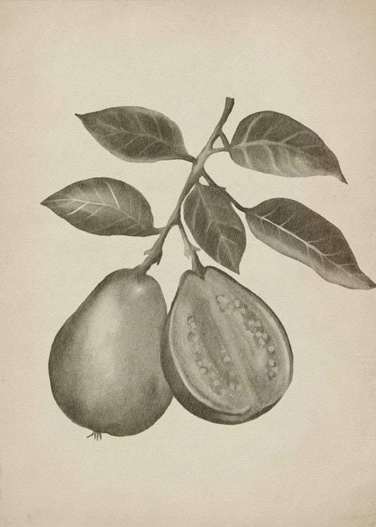 Vintage-Obst | Poster