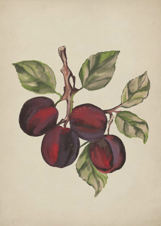 Vintage-Obstkollektion | Poster - Kunstdruck