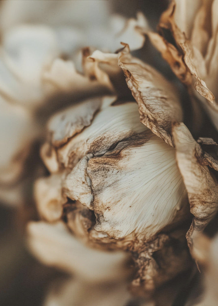 Flüsternde Blütenblätter | Poster