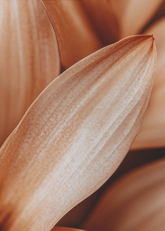 Bernsteinfarbene Blütenblatt-Eleganz | Poster