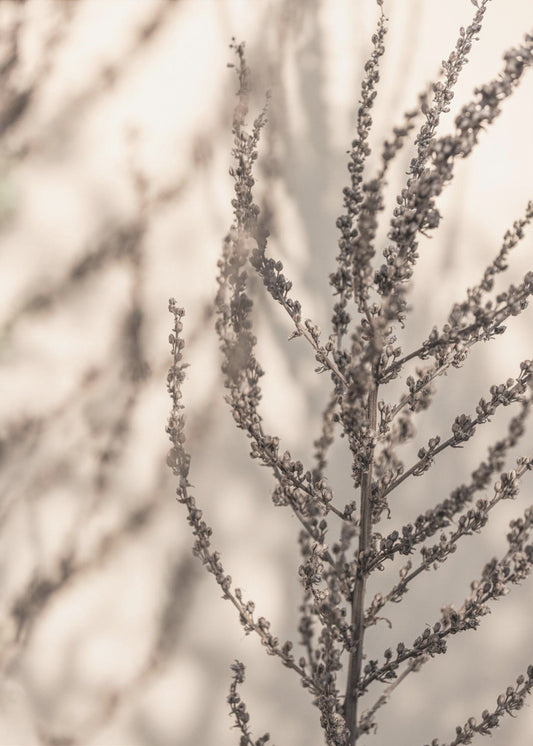 Summer Shadows 7X | Poster