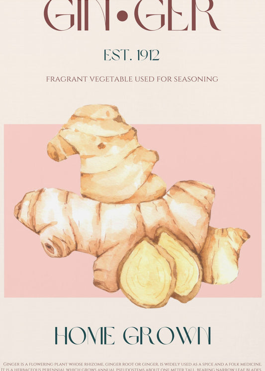 Aquarellillustration von Ingwer | Poster