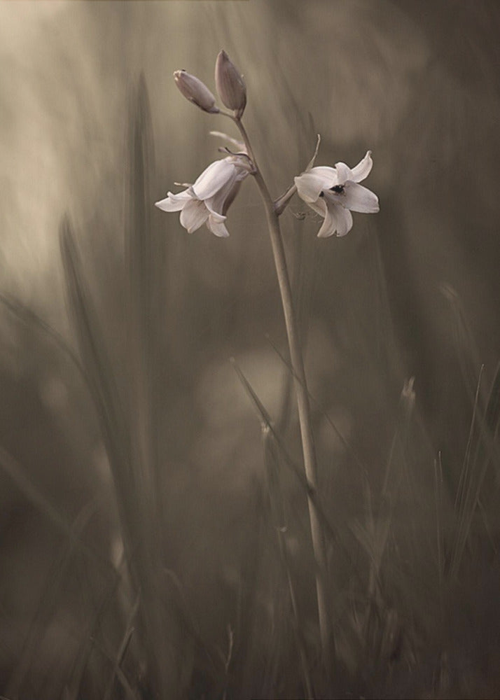 A small flower on the ground | Poster