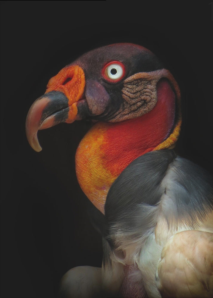 Kungsgam - Sarcoramphus papa | Canvastavla