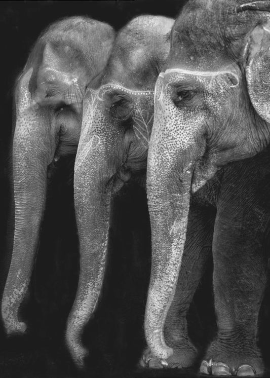 Luonnon suuri mestariteos, norsu; ainoa harmiton suuri asia ... | Canvastaulut