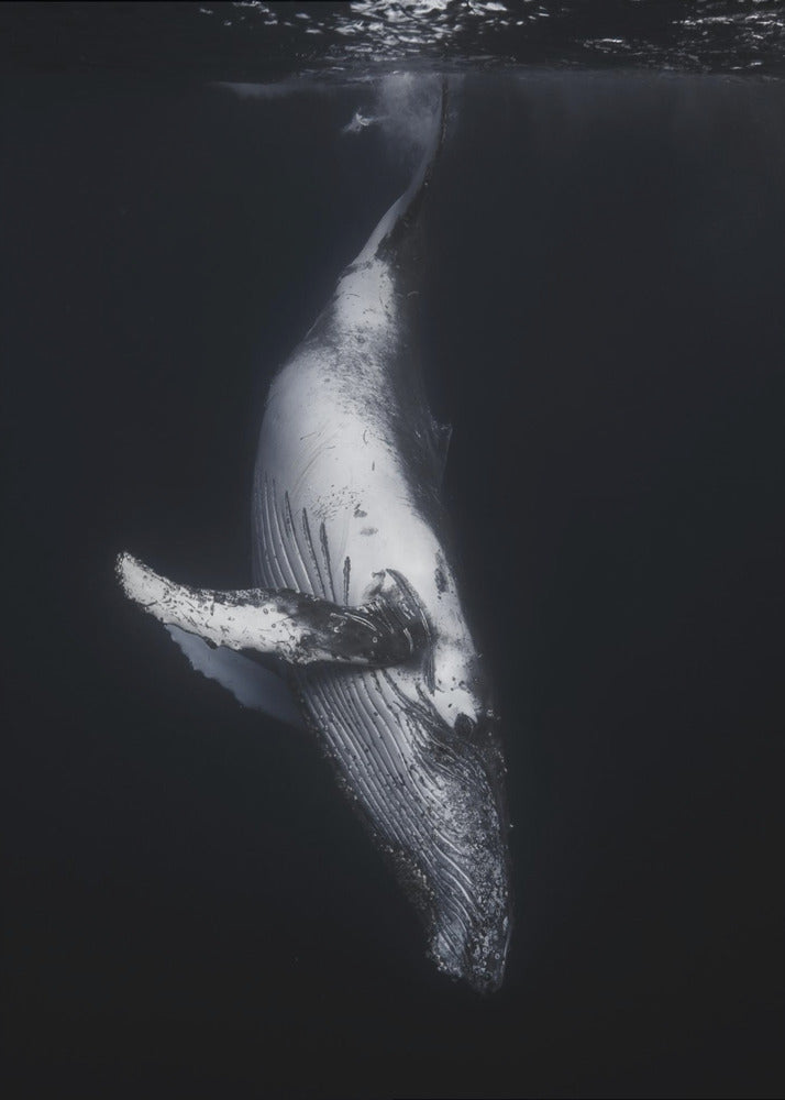 Black Whale | Poster