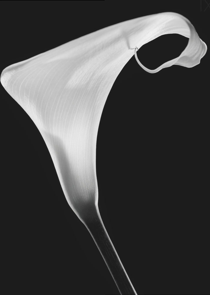 Calla | Stampe su Tela