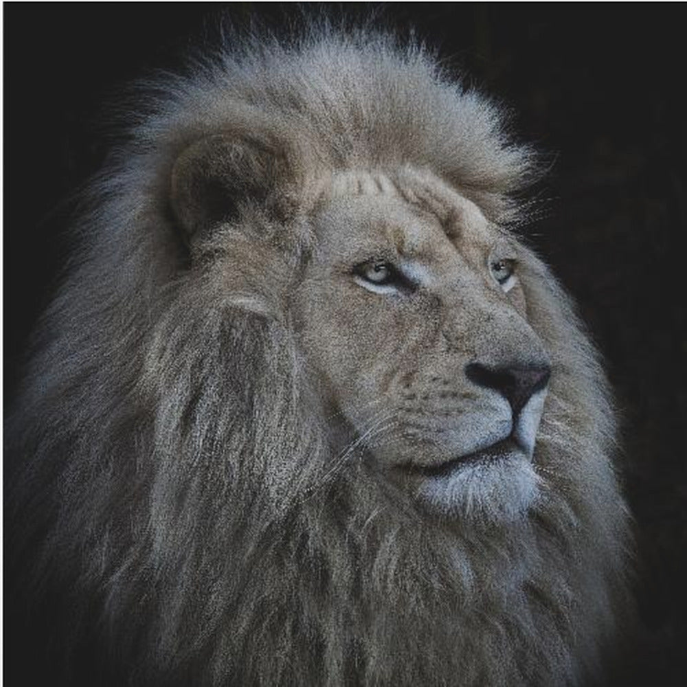 Ylpeä leijona | Canvastaulut