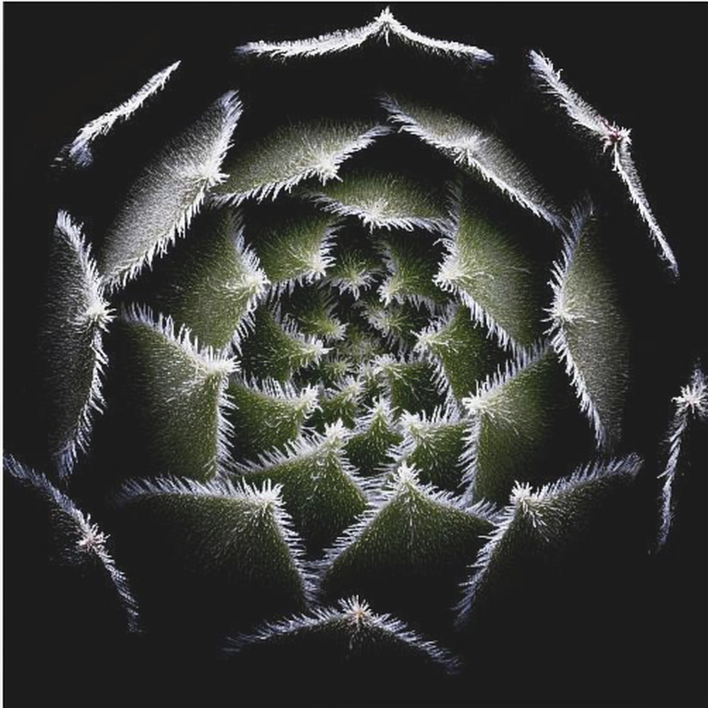 Sempervivum Rosette | Canvas