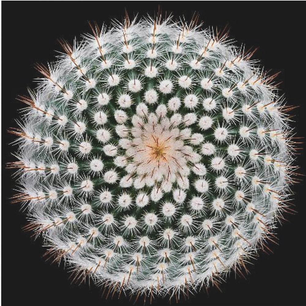 Notocactus scopa | Canvas