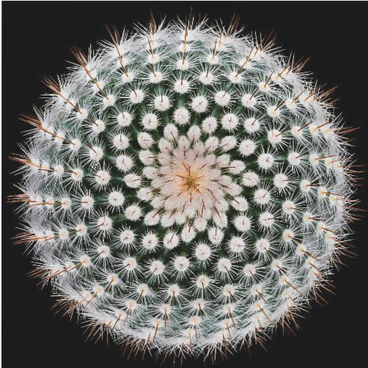 Notocactus scopa | Wydruki na łótnie