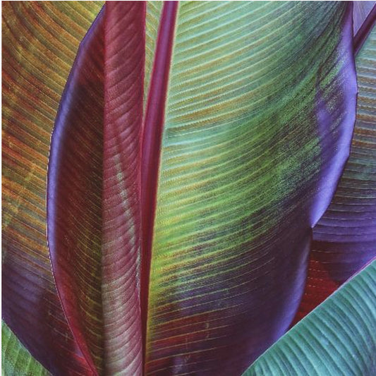 Banana skin | Poster