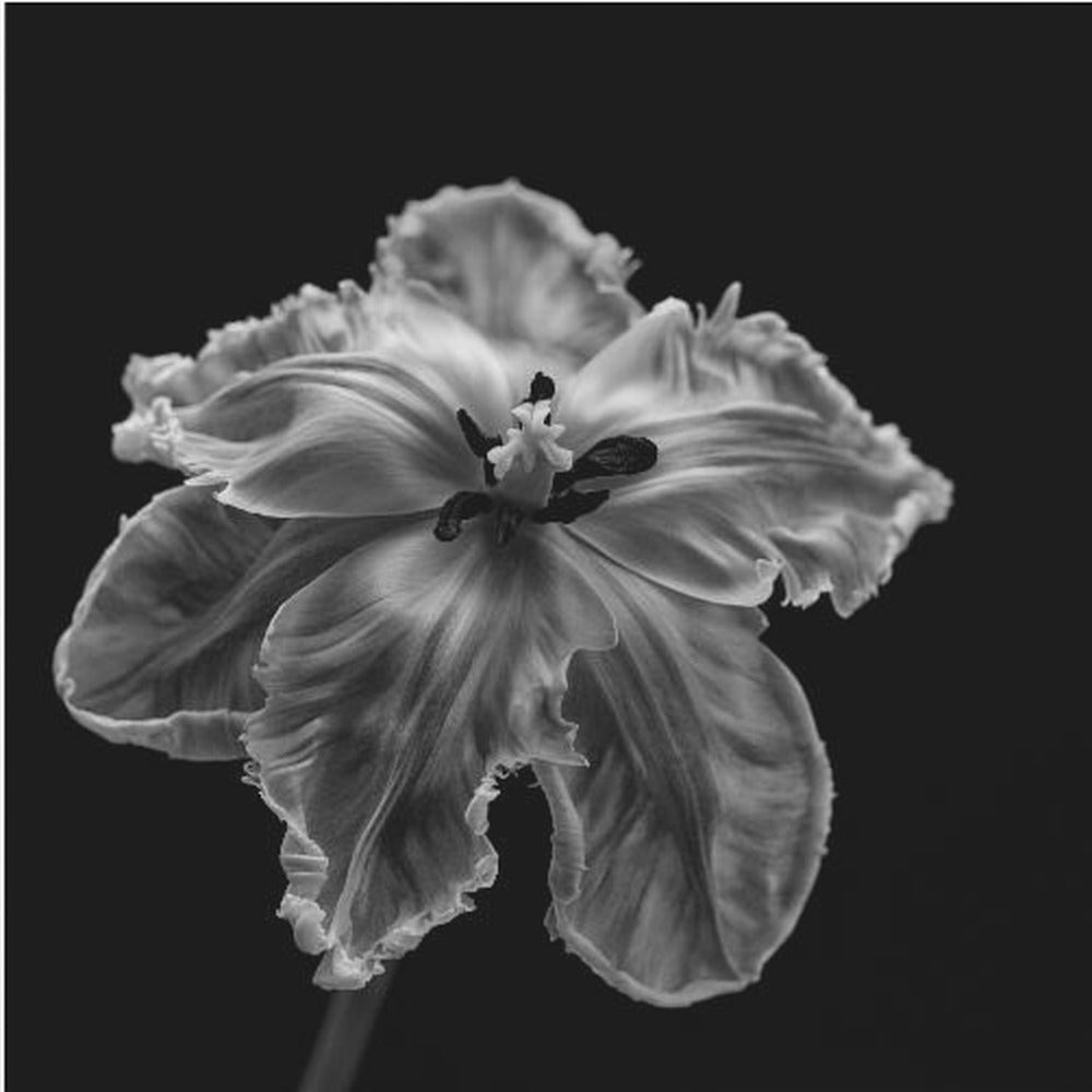 Papukaija-tulppaani | Canvastaulut