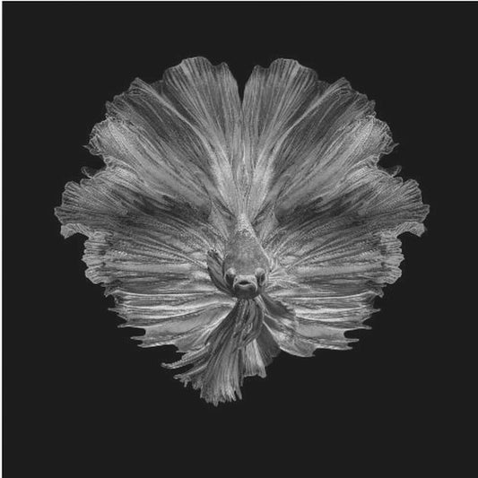 Hännän kukka | Canvastaulut