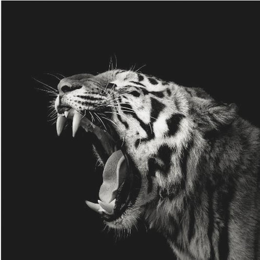 Alkukantainen haukotus #4 | Canvastaulut