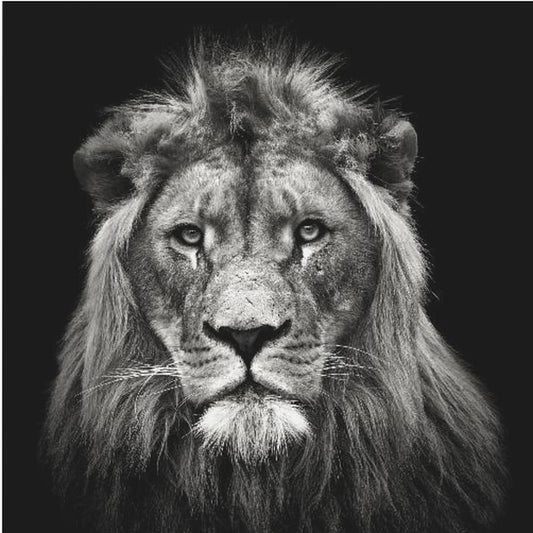 Nuori urosleijona | Canvastaulut