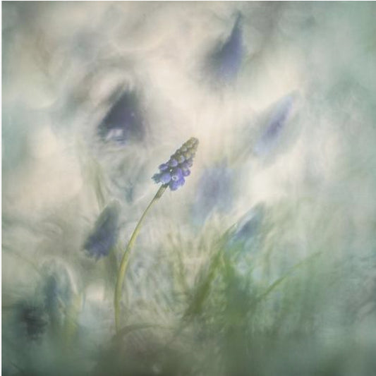 Spring messenger | Poster