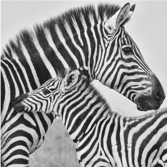 Rakkaus | Canvastaulut