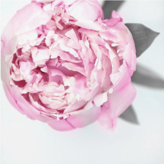 Pink peony III | Poster