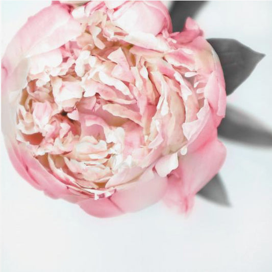 Blush peony III | Poster