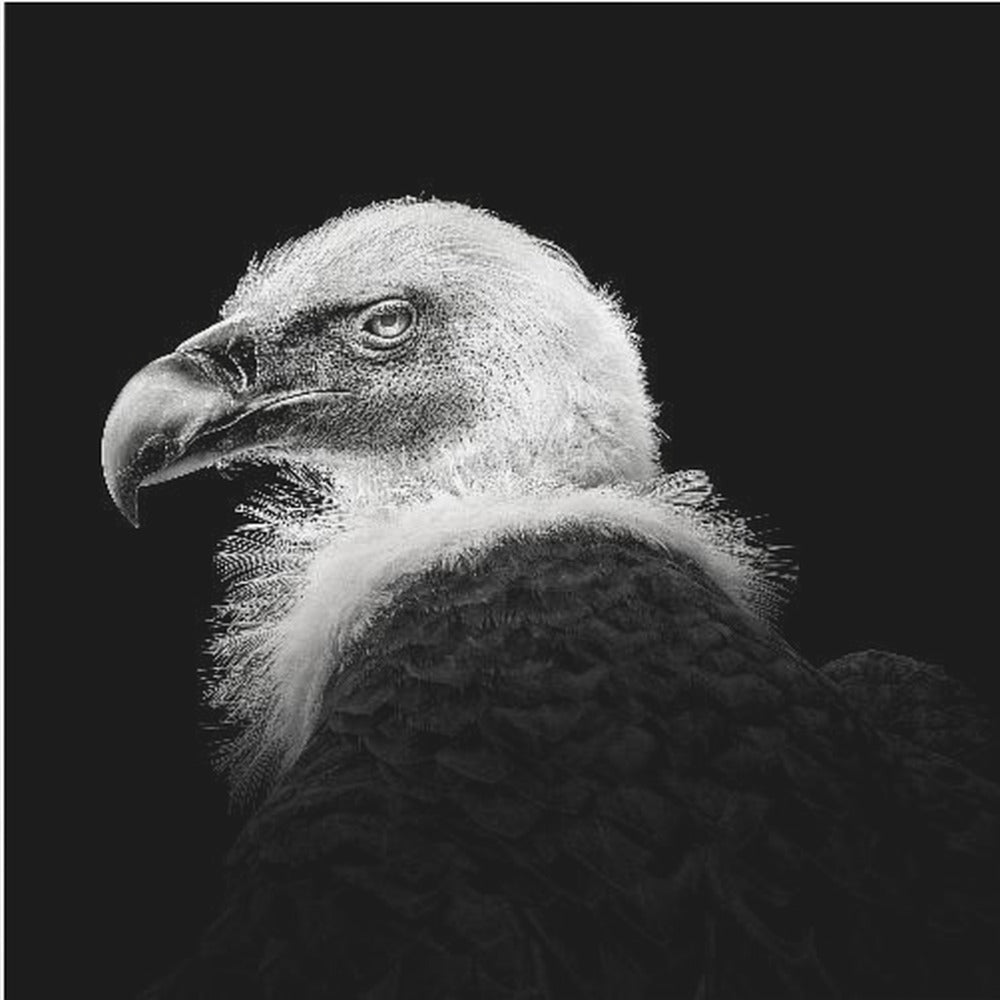 Eurasian Griffon #7 | Canvas