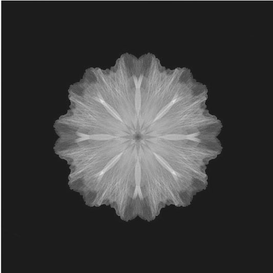 A former flower | Poster