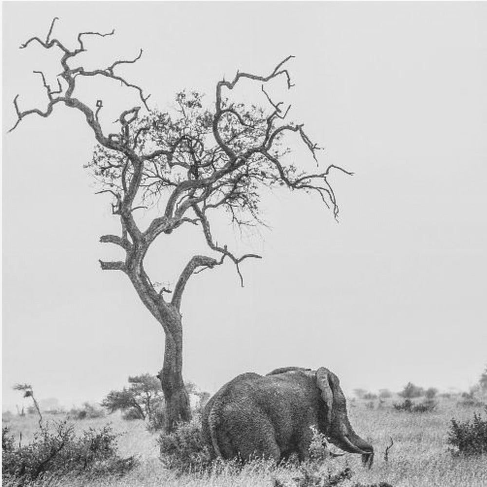 Drzewo i słoń | Wydruki na łótnie