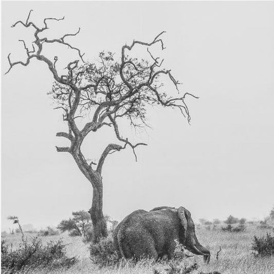 Drzewo i słoń | Wydruki na łótnie