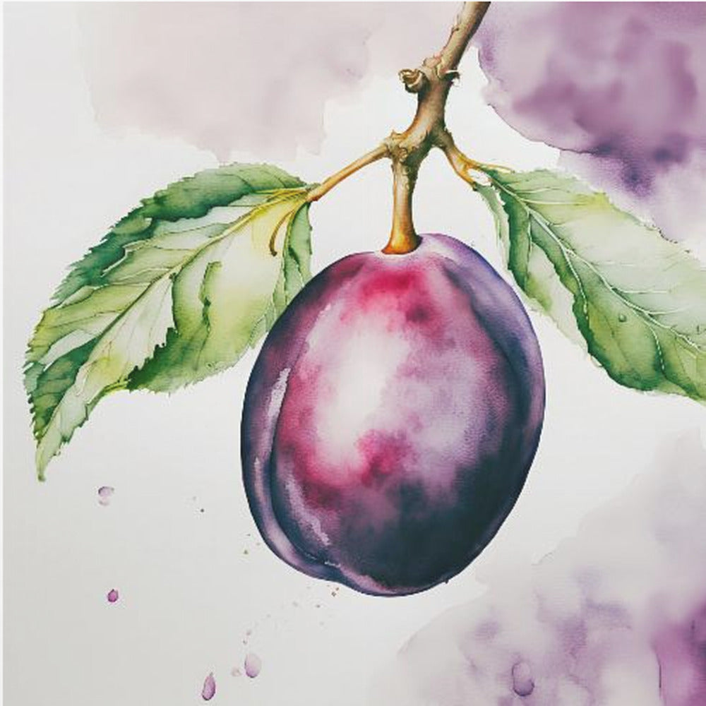 Pflaume, Aquarell, ink | Poster - Kunstdruck