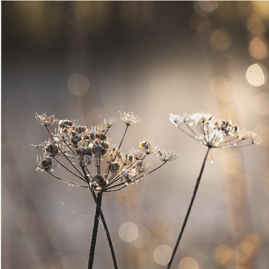 Golden Hour 6 | Poster