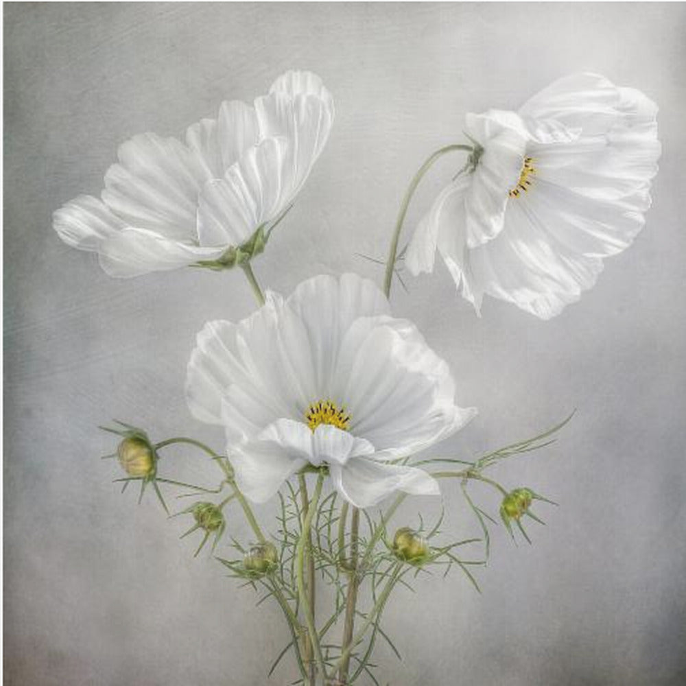 Cosmos Charm | Canvas