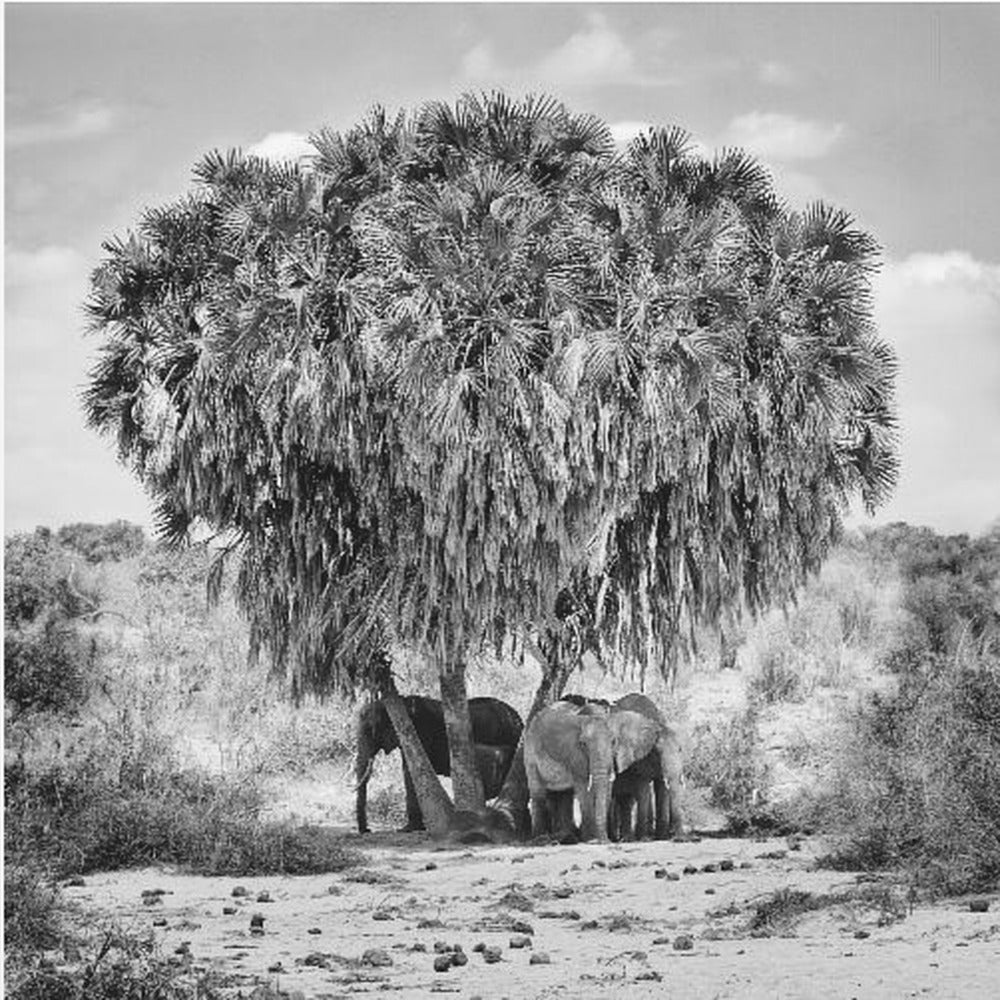 Keskipäivän kokous | Canvastaulut