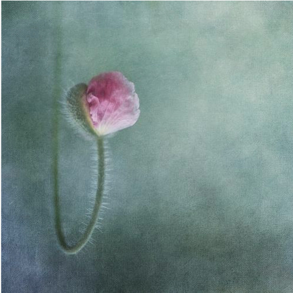 Luottamus | Canvastaulut