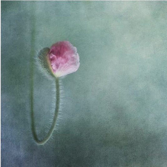 Luottamus | Canvastaulut