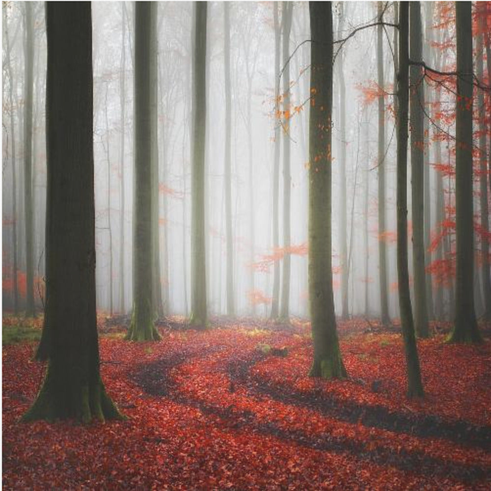 Autumnal Tracks | Canvas