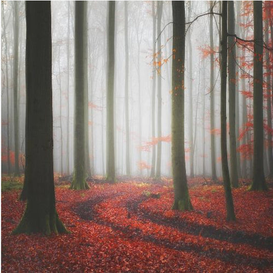 Jesienne ścieżki | Wydruki na łótnie