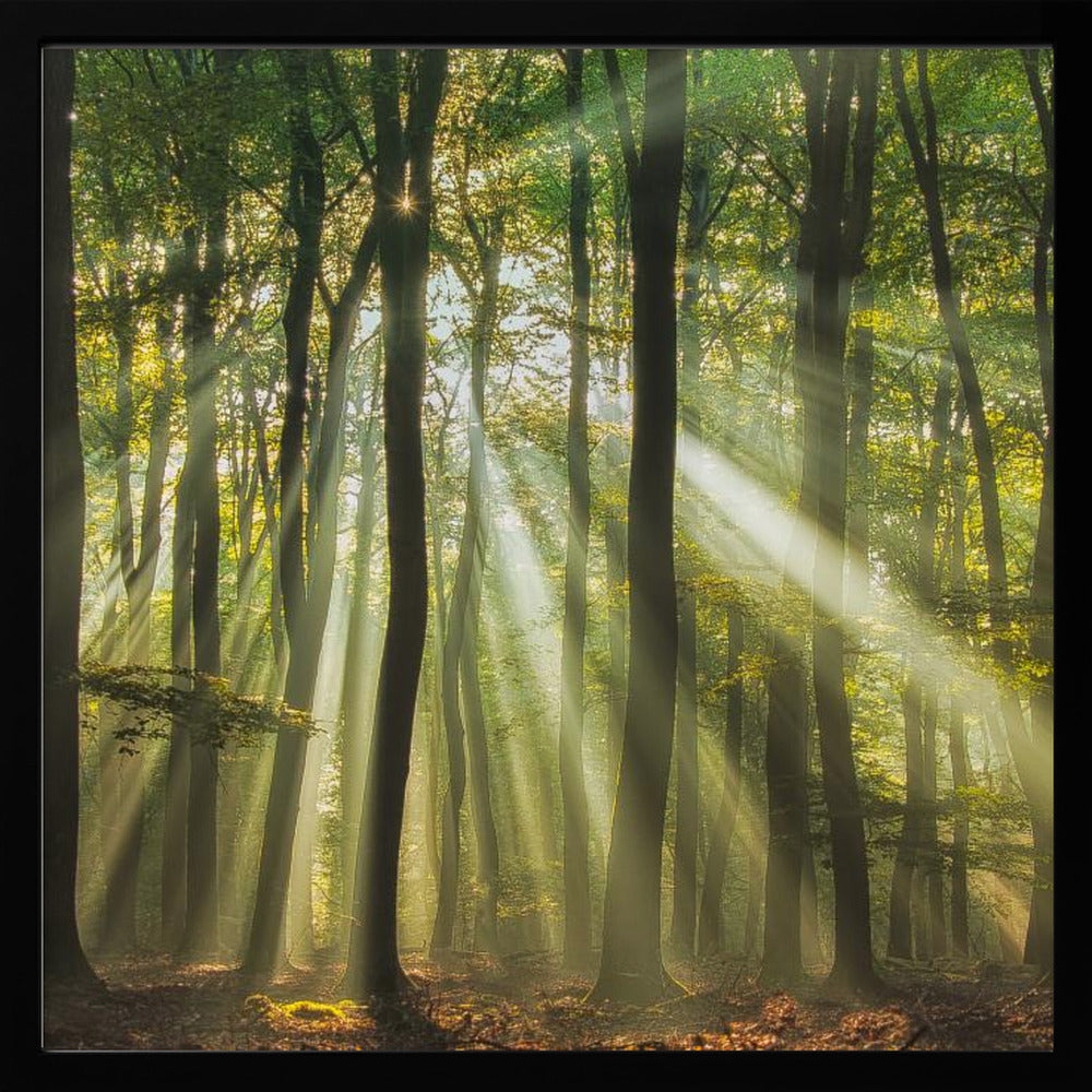 Sunny start to the day ........ | Poster