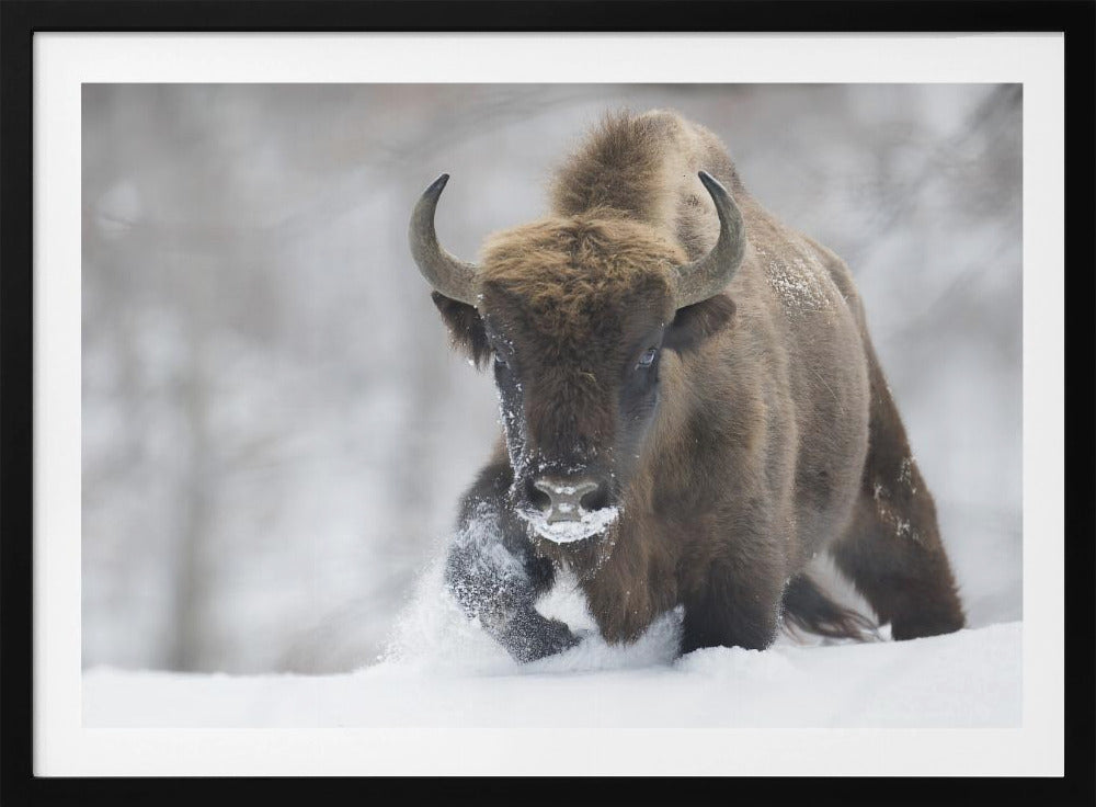 Rewilded | Poster