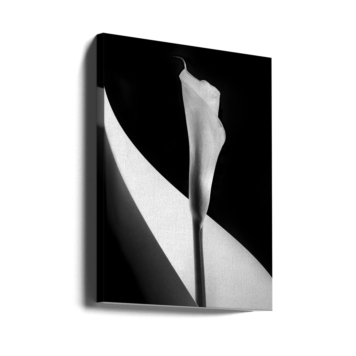 Calla lily | Canvas