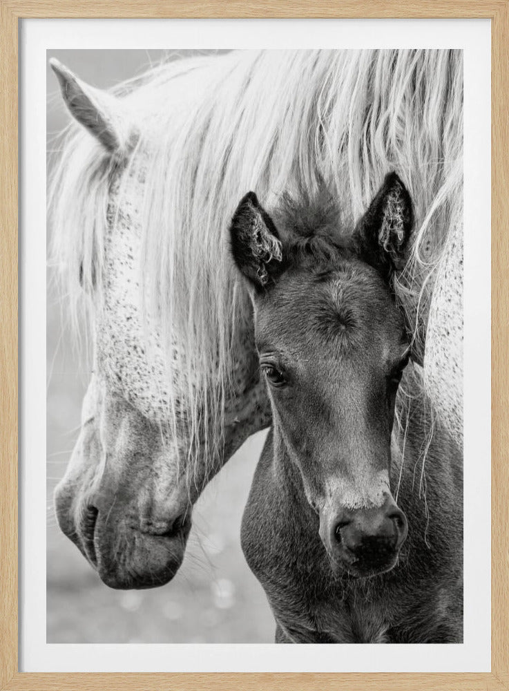 The Foal | Poster