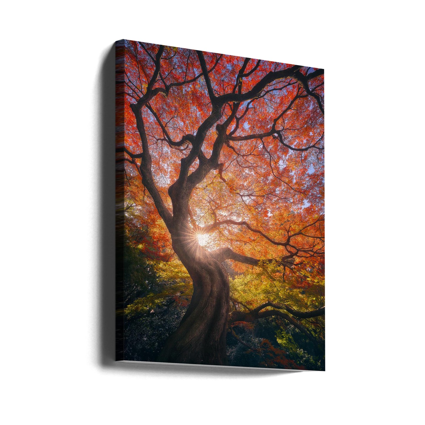 Der japanische Baum | Leinwand-Bilder