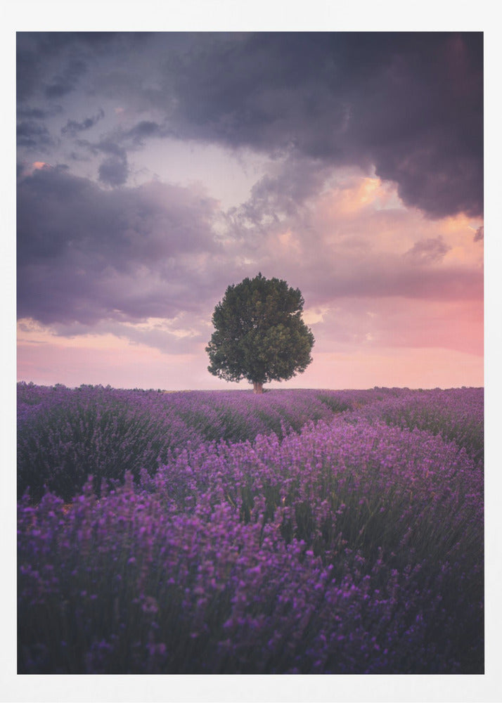 Lavender Fields, Isparta | Poster