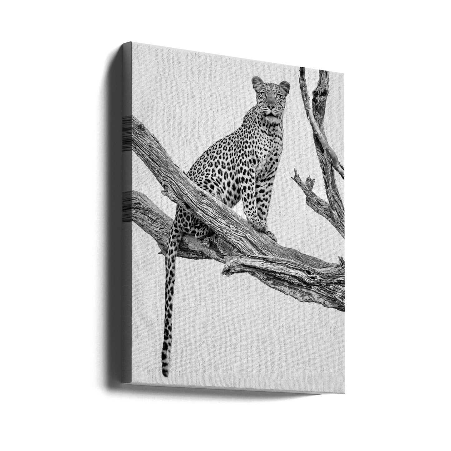 Leopard Portrait - Mono Var | Canvas
