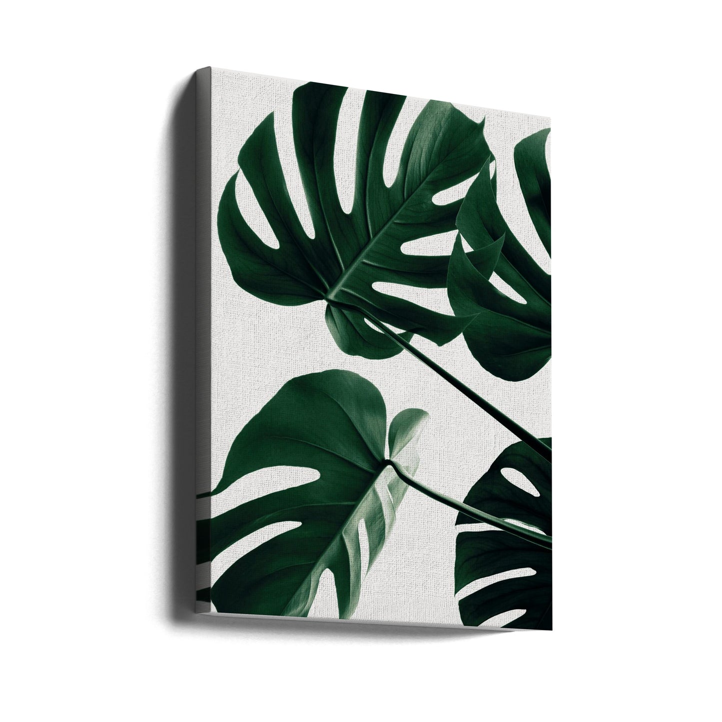 Monstera Natural 43 | Canvas
