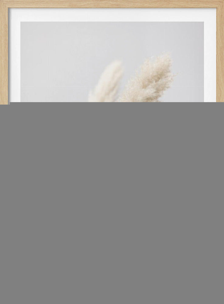 Pampas Grass Grey 11 | Poster